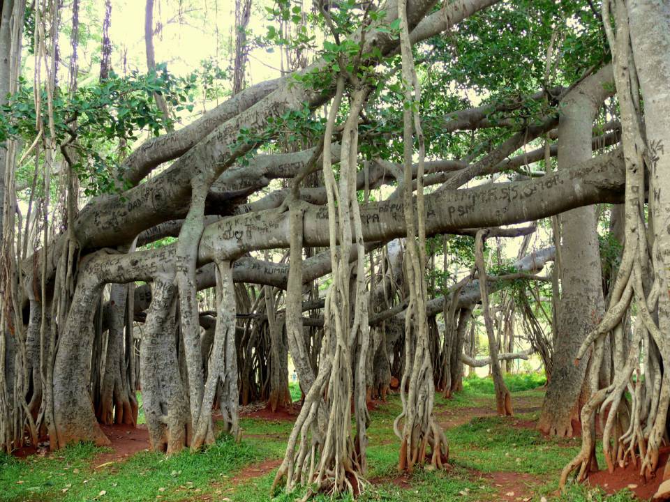 Dodda Alada Mara or Big Banyan Tree (6).jpg